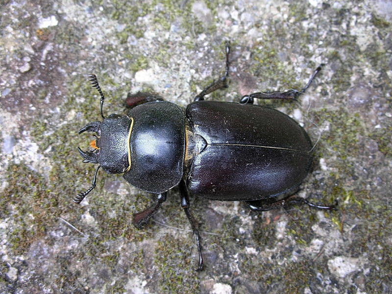 Femmina di Lucanus cervus